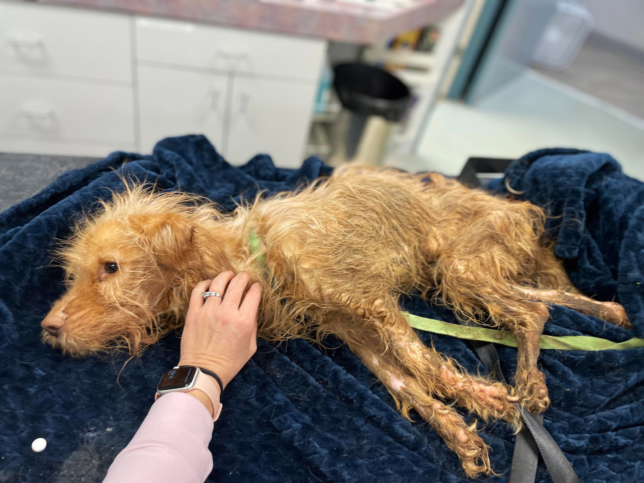 dog in bad condition