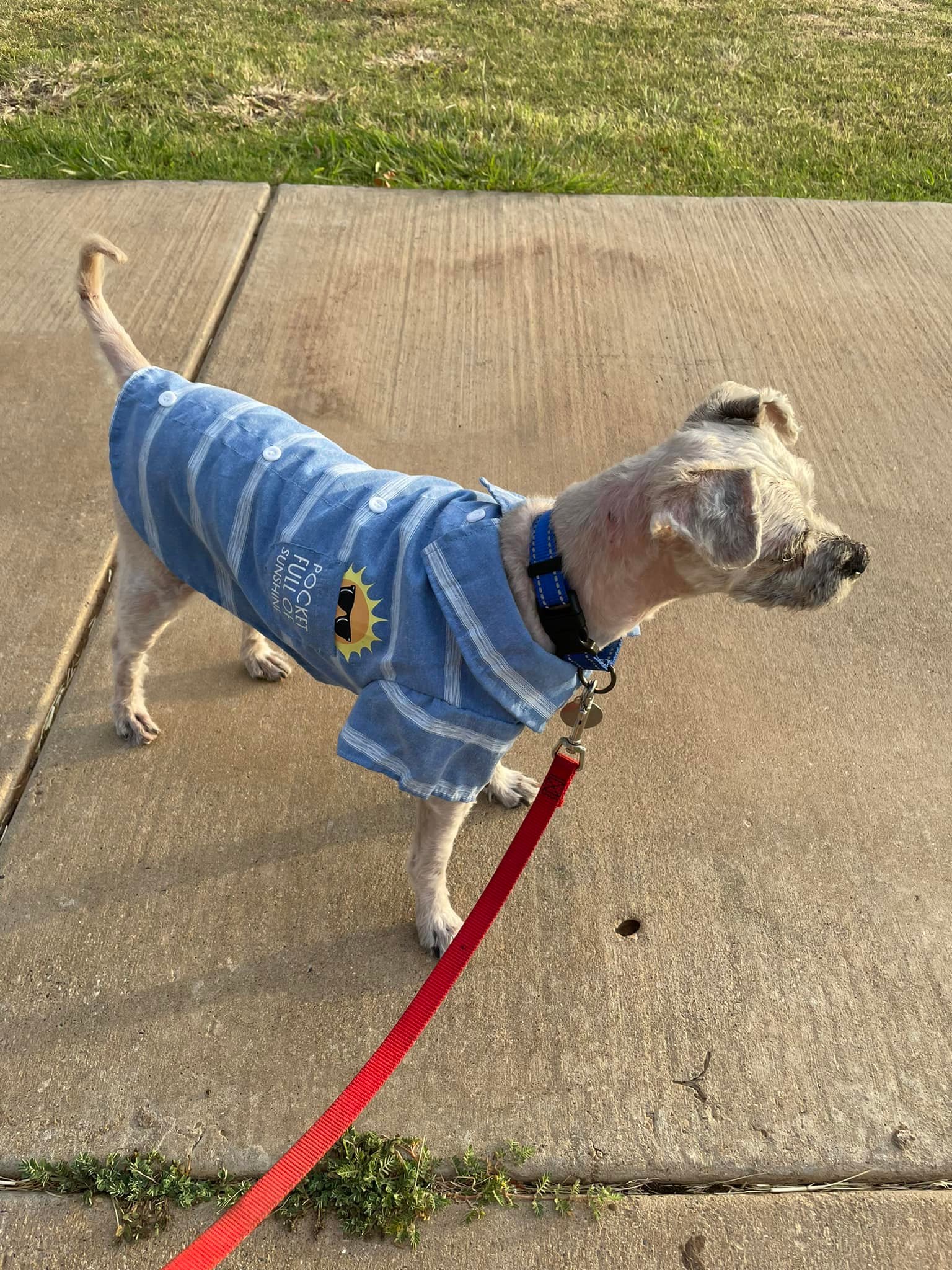 dog in blue outfit