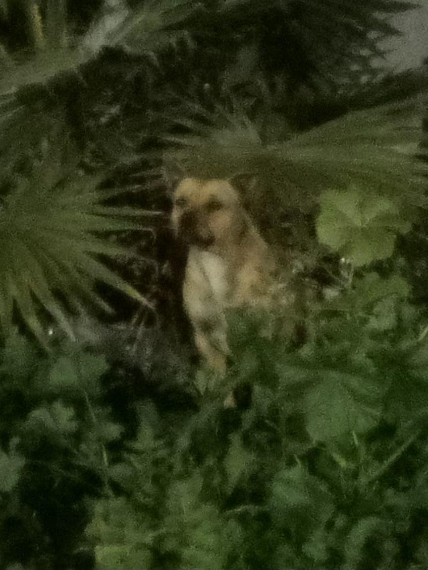 dog in bushes 