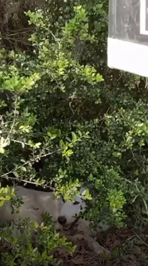 dog in bushes