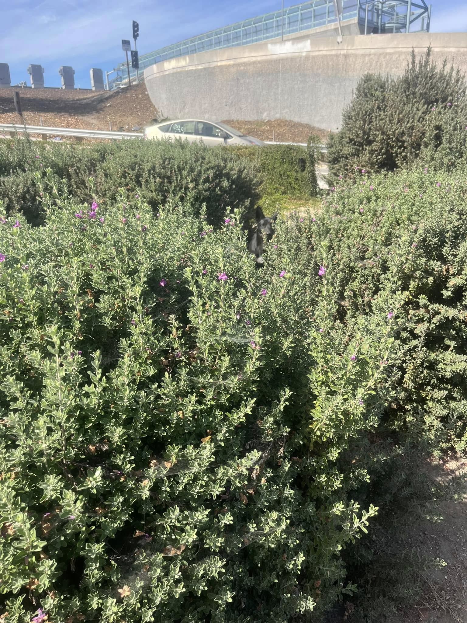 dog in bushes