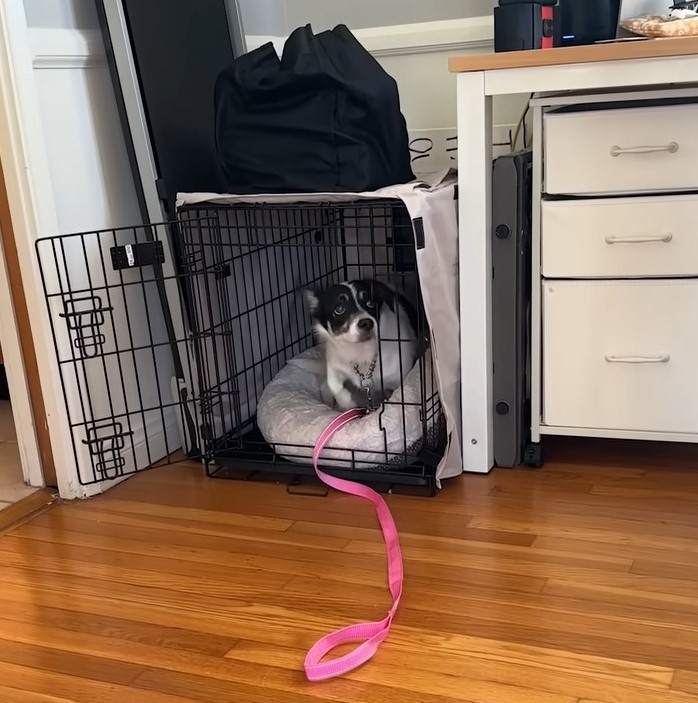 dog in cage