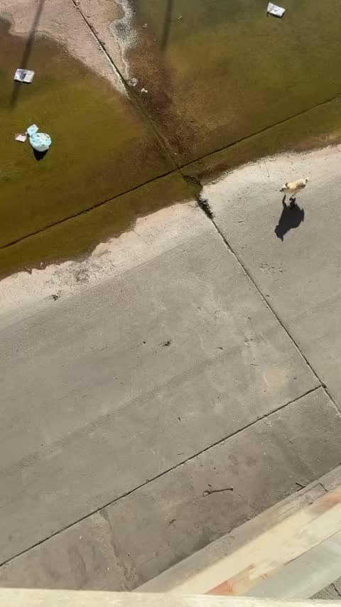 dog in canal