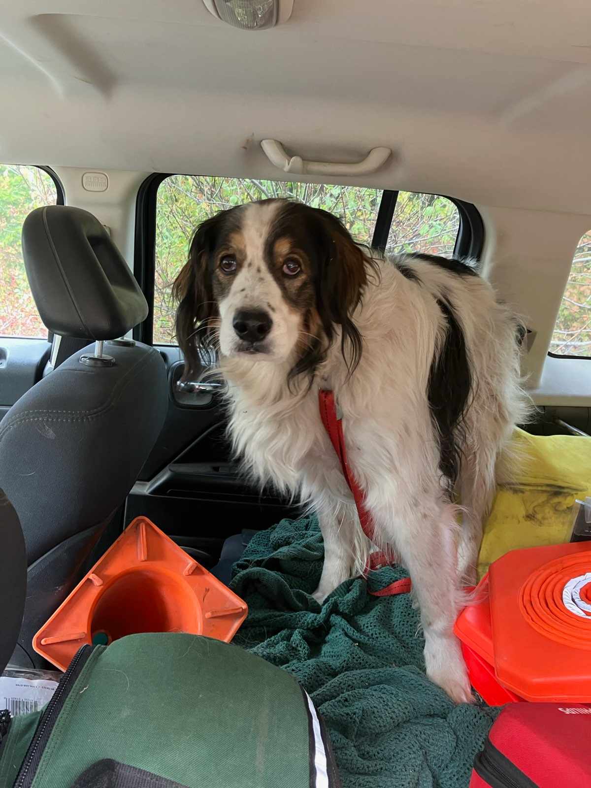 dog in car