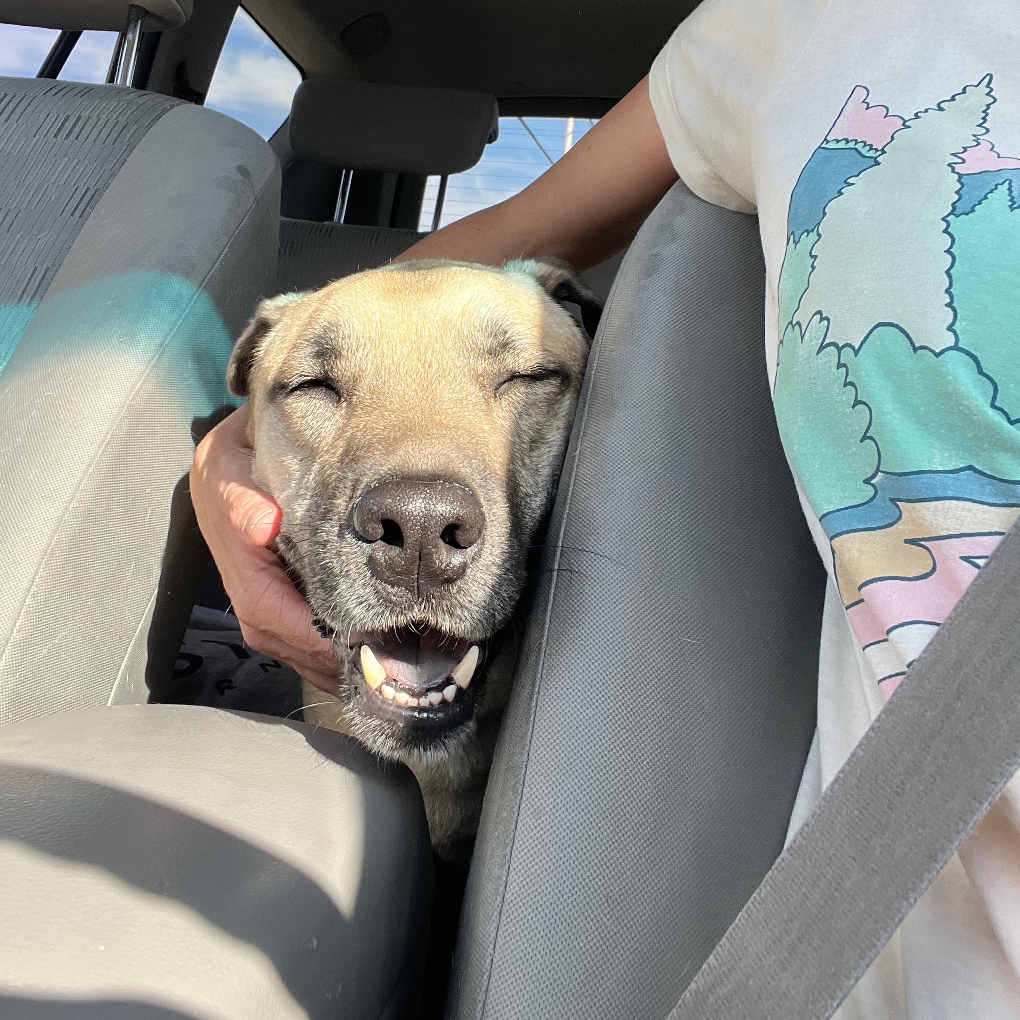 dog in car with owner