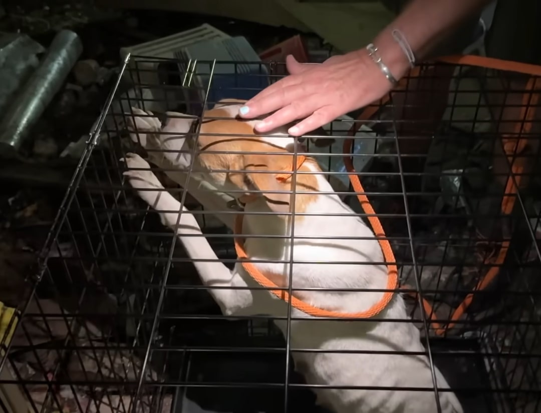 dog in crate