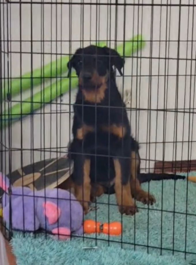 dog in crate