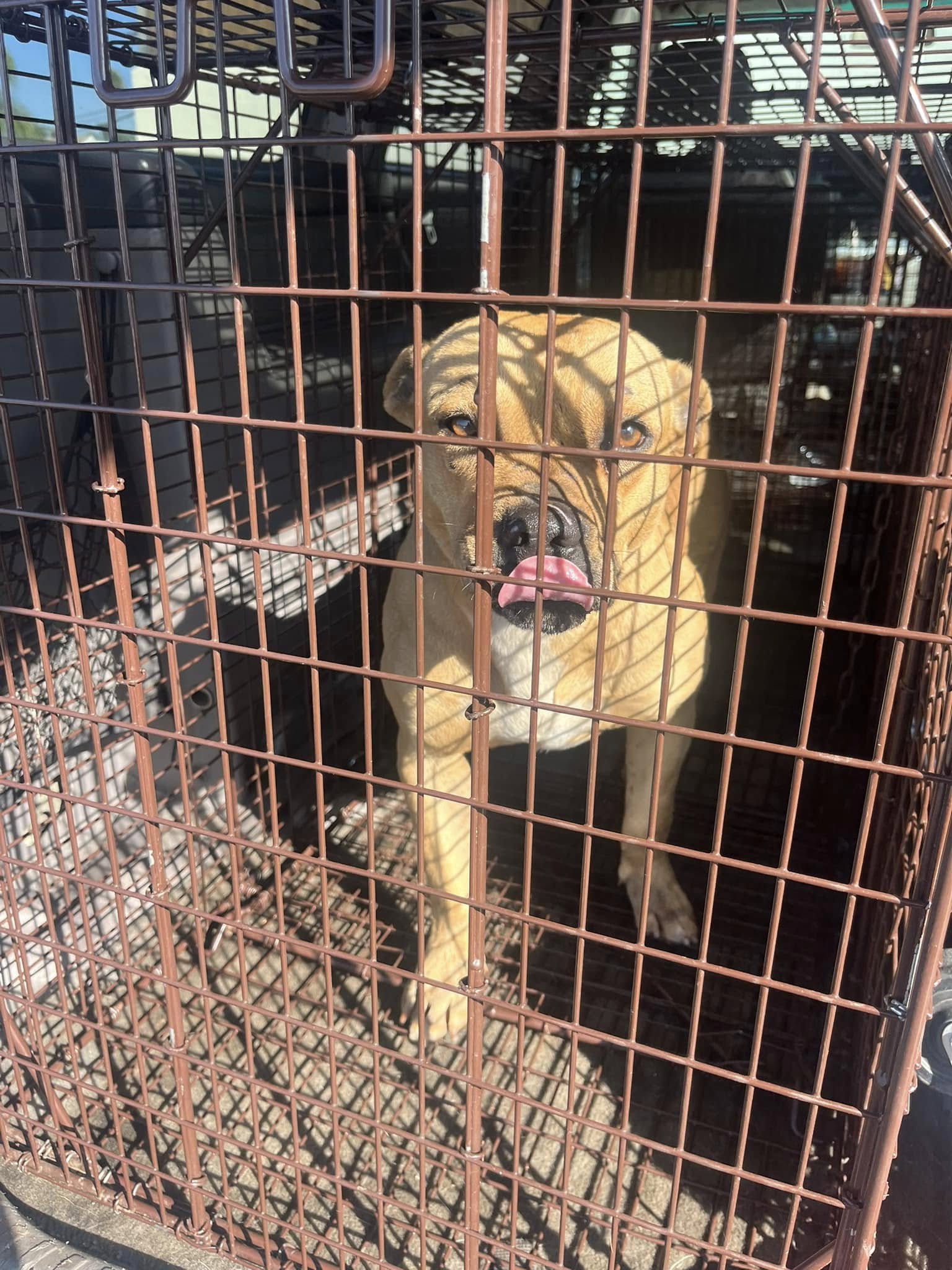 dog in crate 