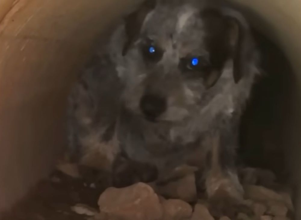 dog in drain pipe