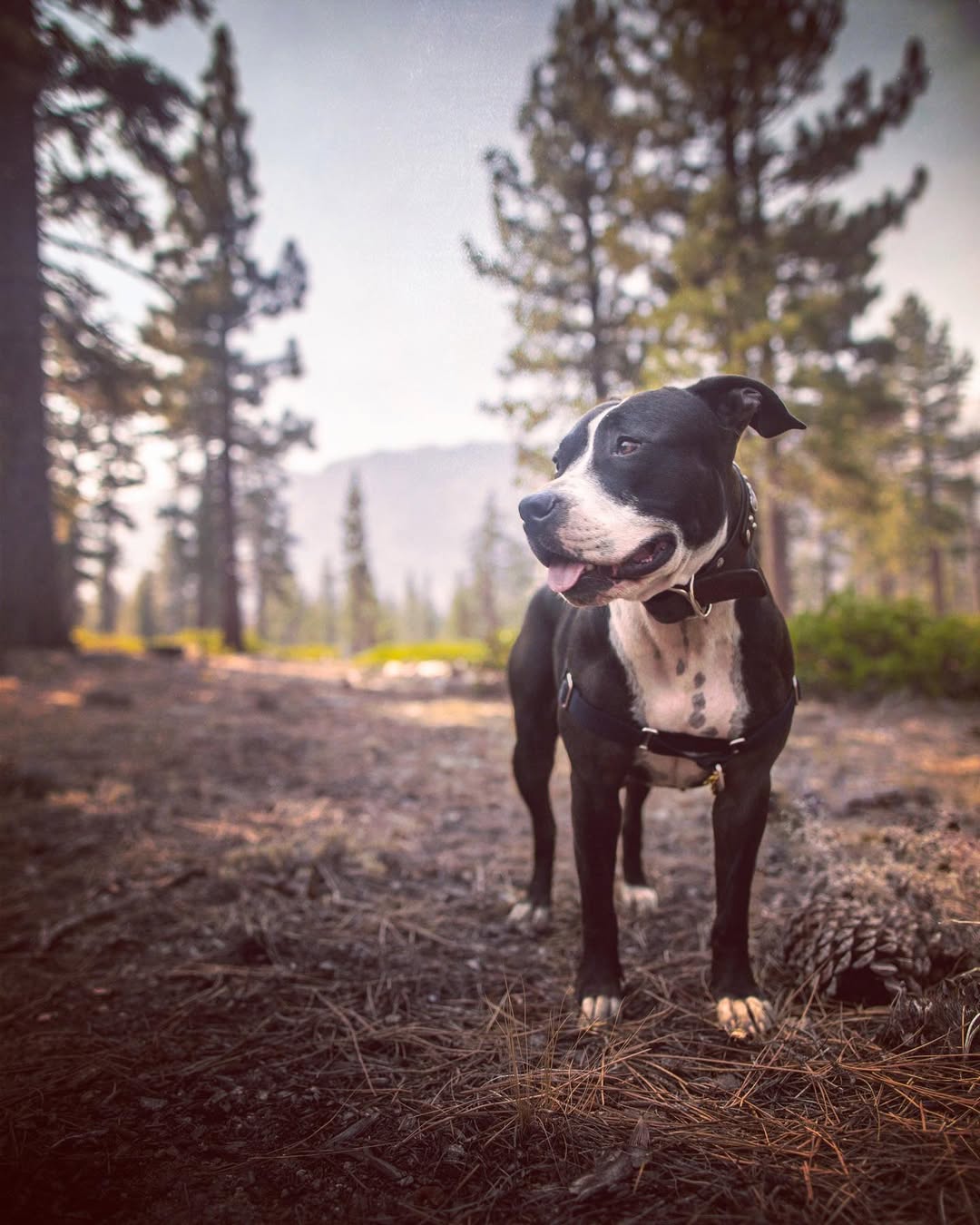 dog in forest