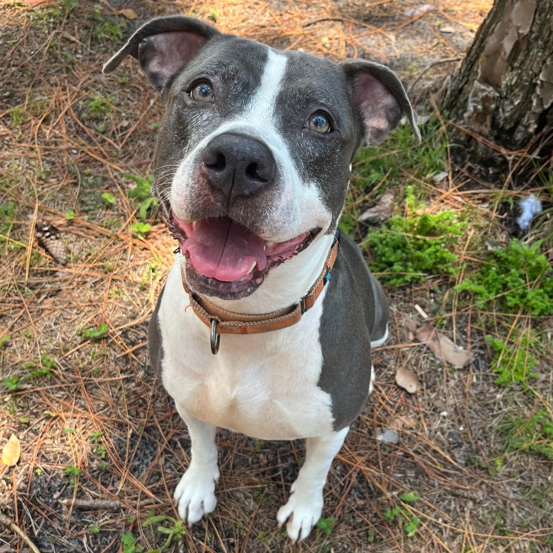 dog in forest