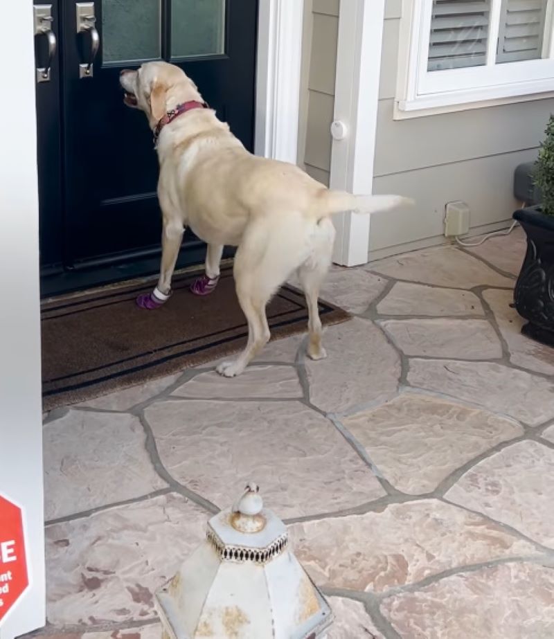 dog at front door