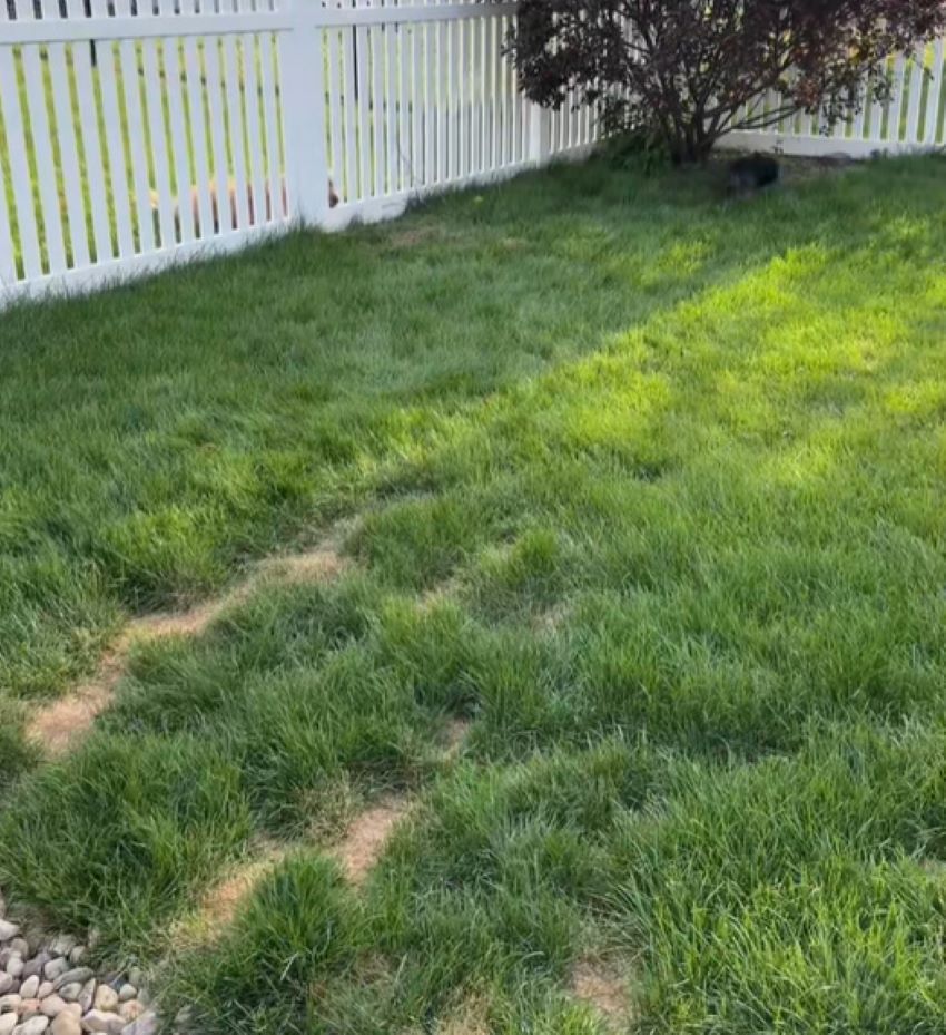 dog in garden
