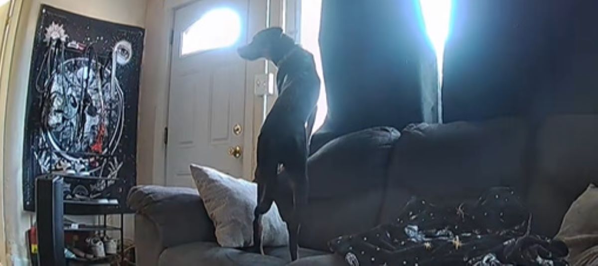 dog in house