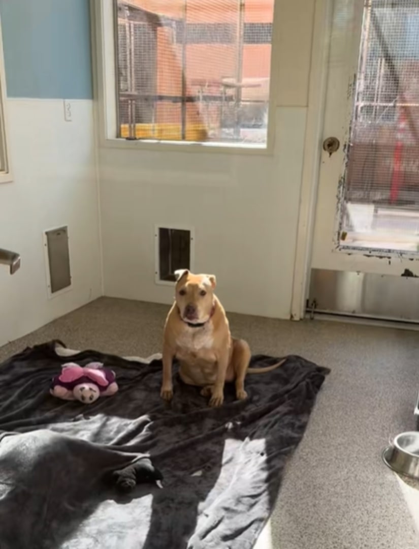 dog in house