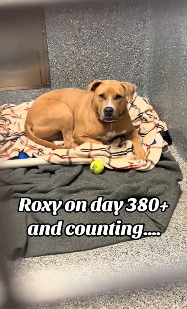 dog in kennel for 380 plus days 