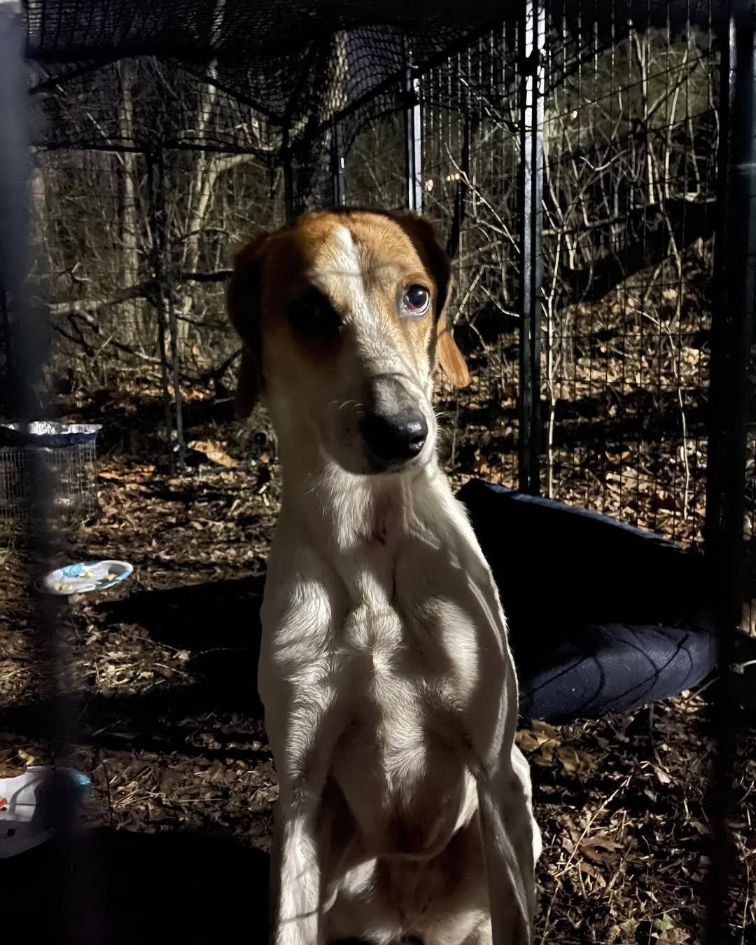 dog in metal crate