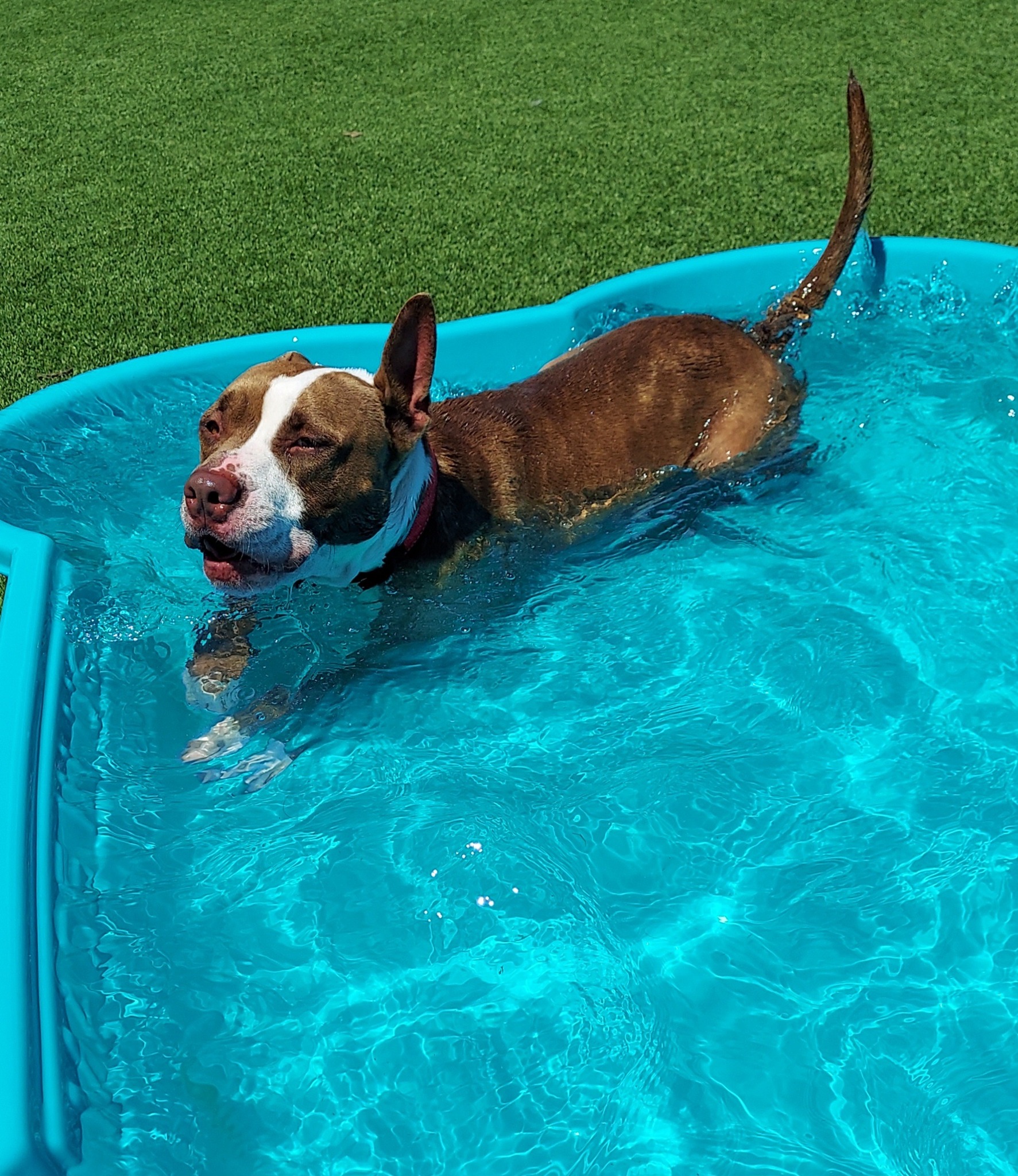 dog in pool