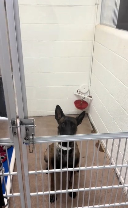 dog in shelter