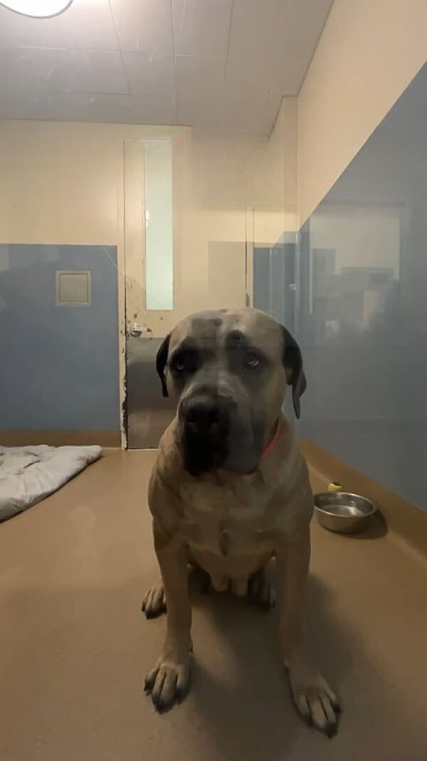 dog in shelter