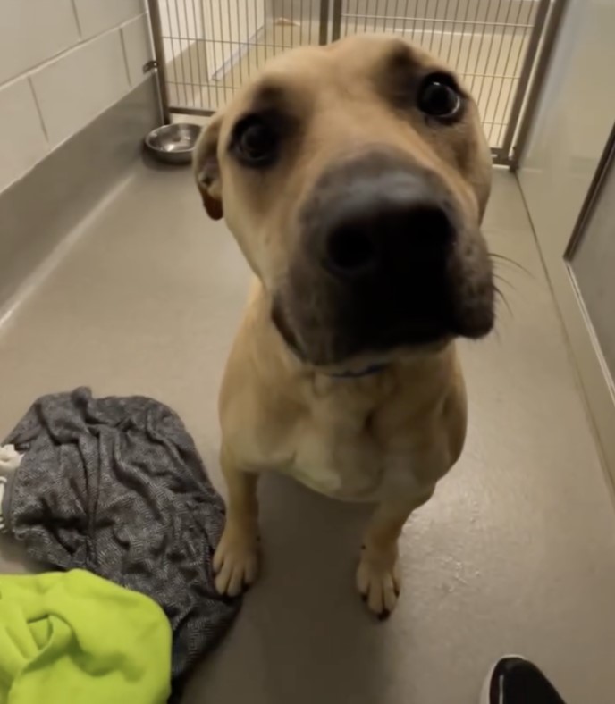 dog in shelter