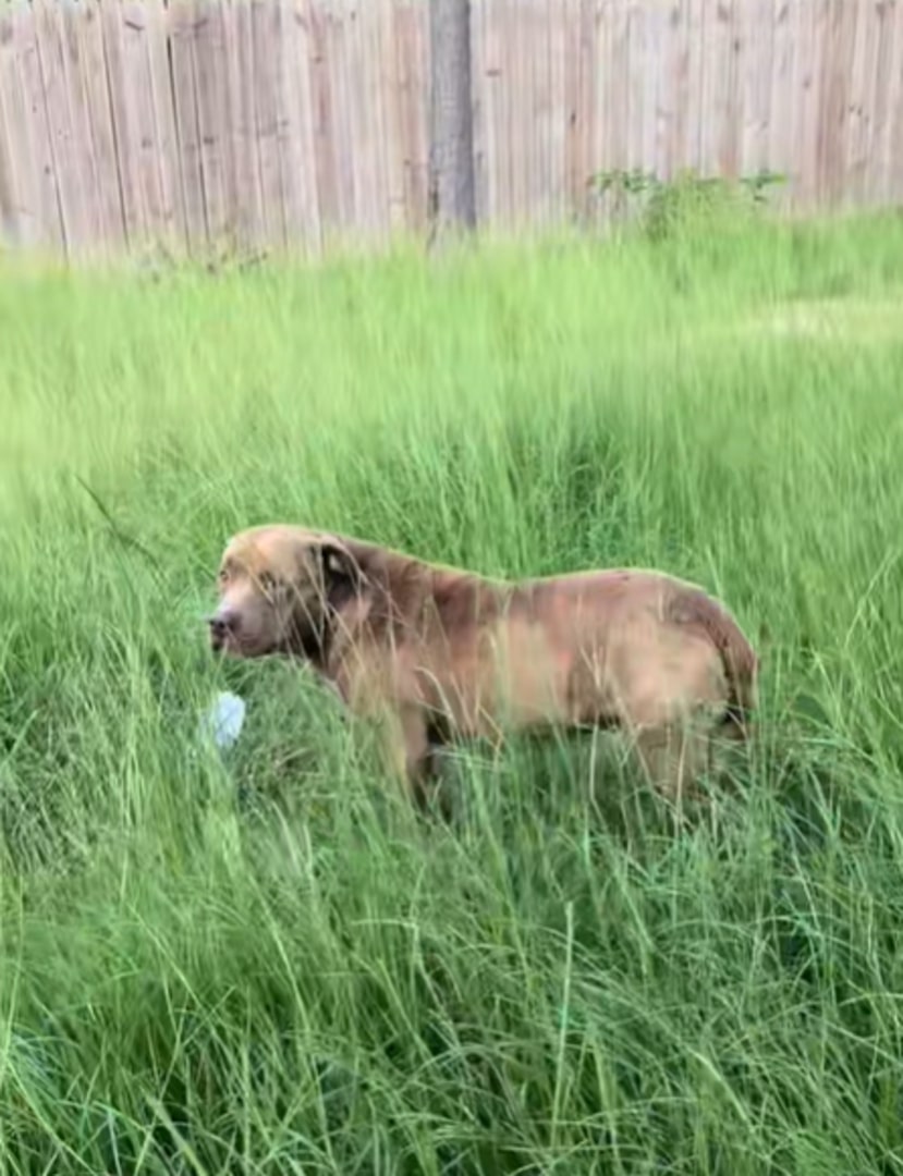 dog in tall grass