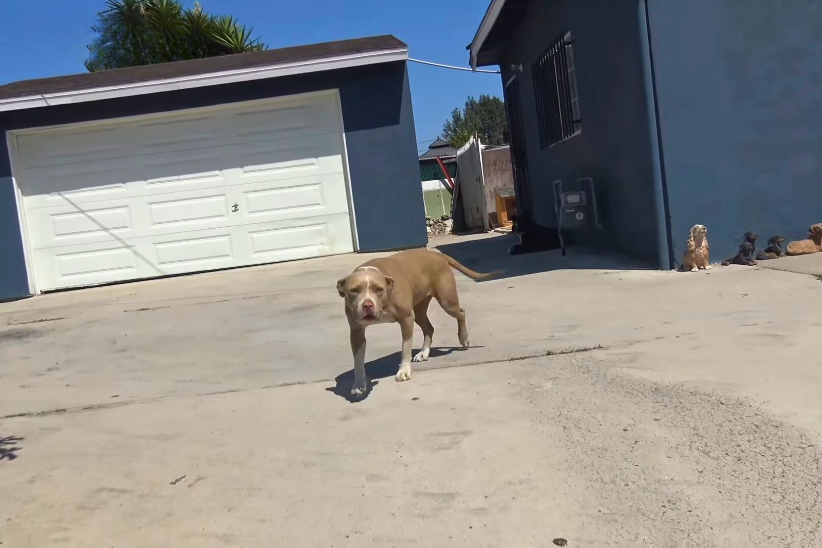 dog in yard