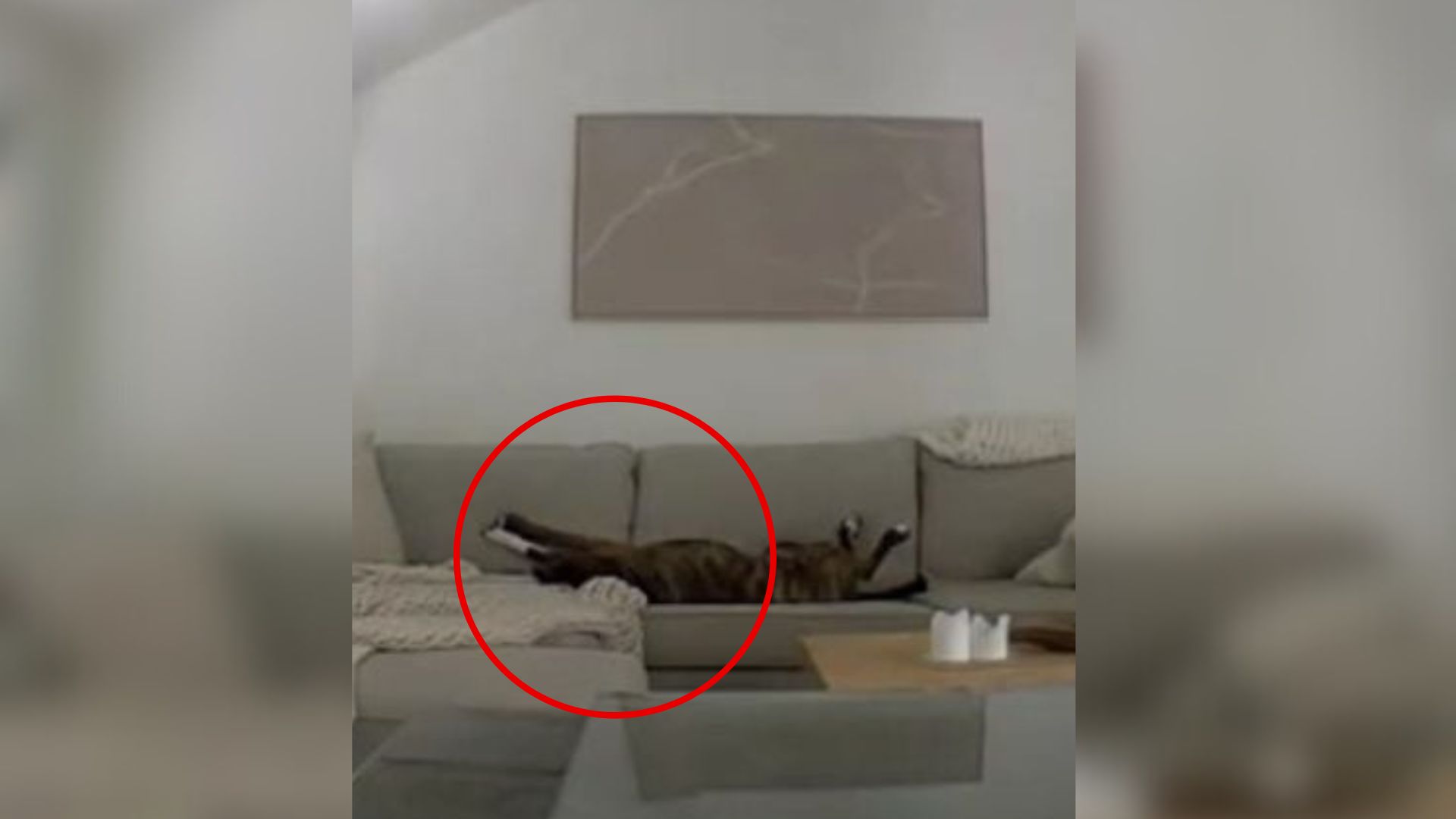 California Woman Checks Pet Camera Expecting Chaos At Home But Finds A Surprising Scene Instead