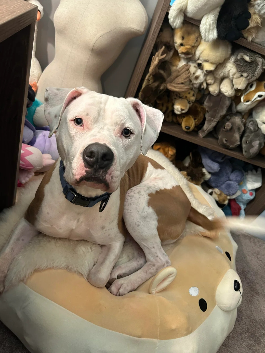dog laying down