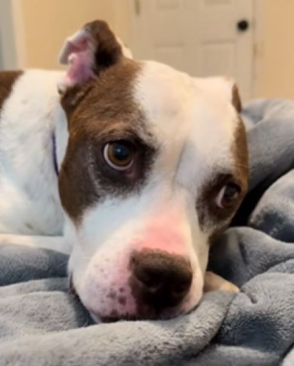 dog laying down