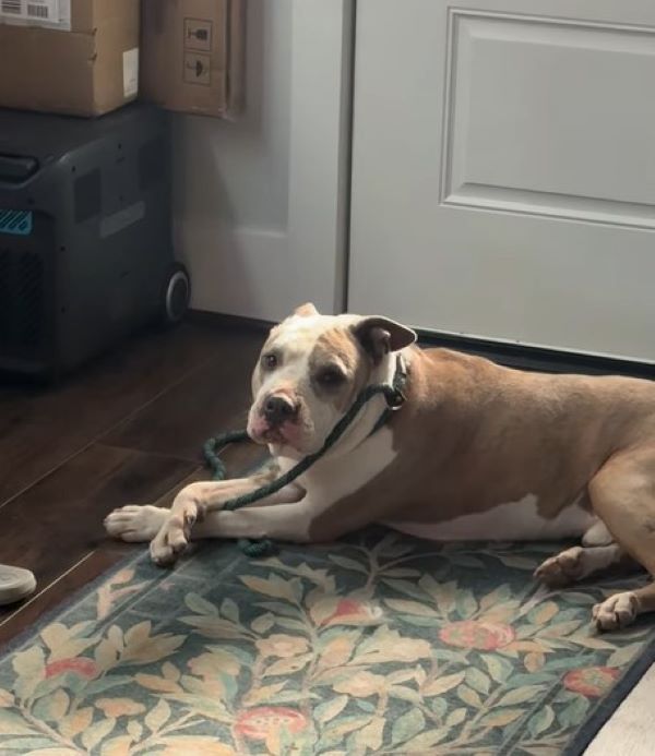 dog laying down