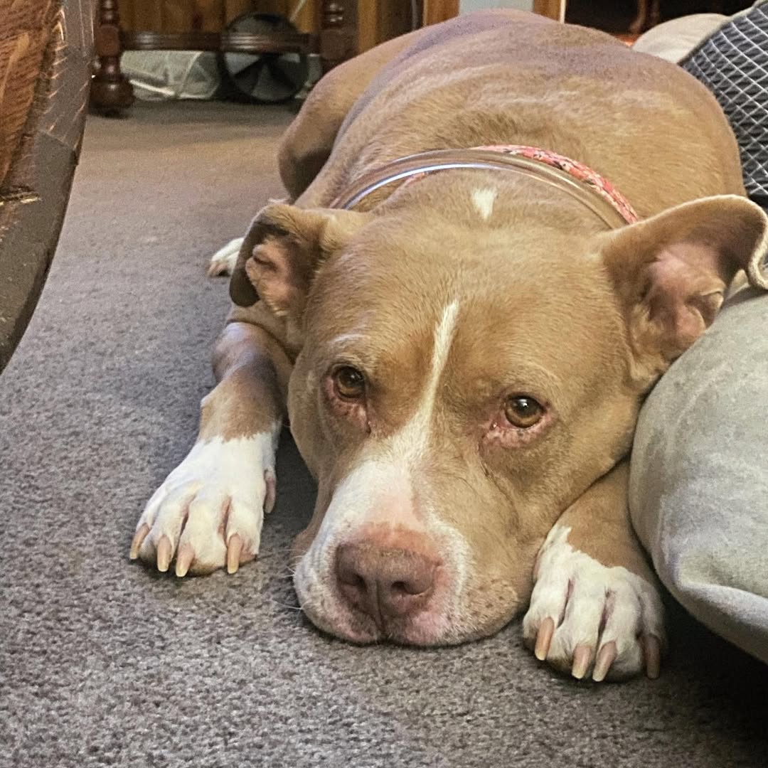 dog laying down