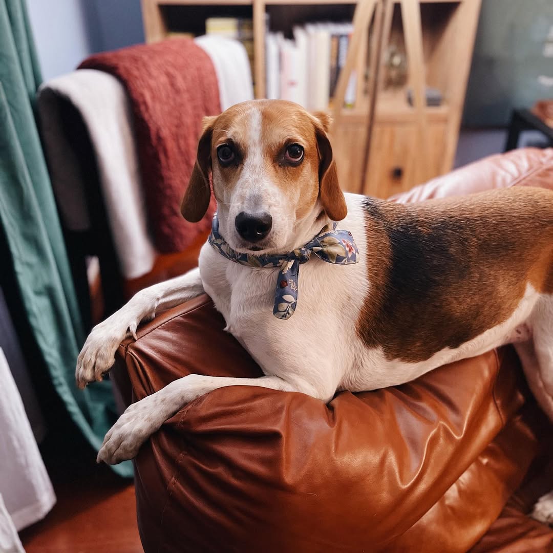 dog laying down