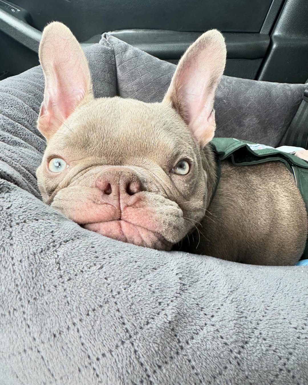 dog laying down