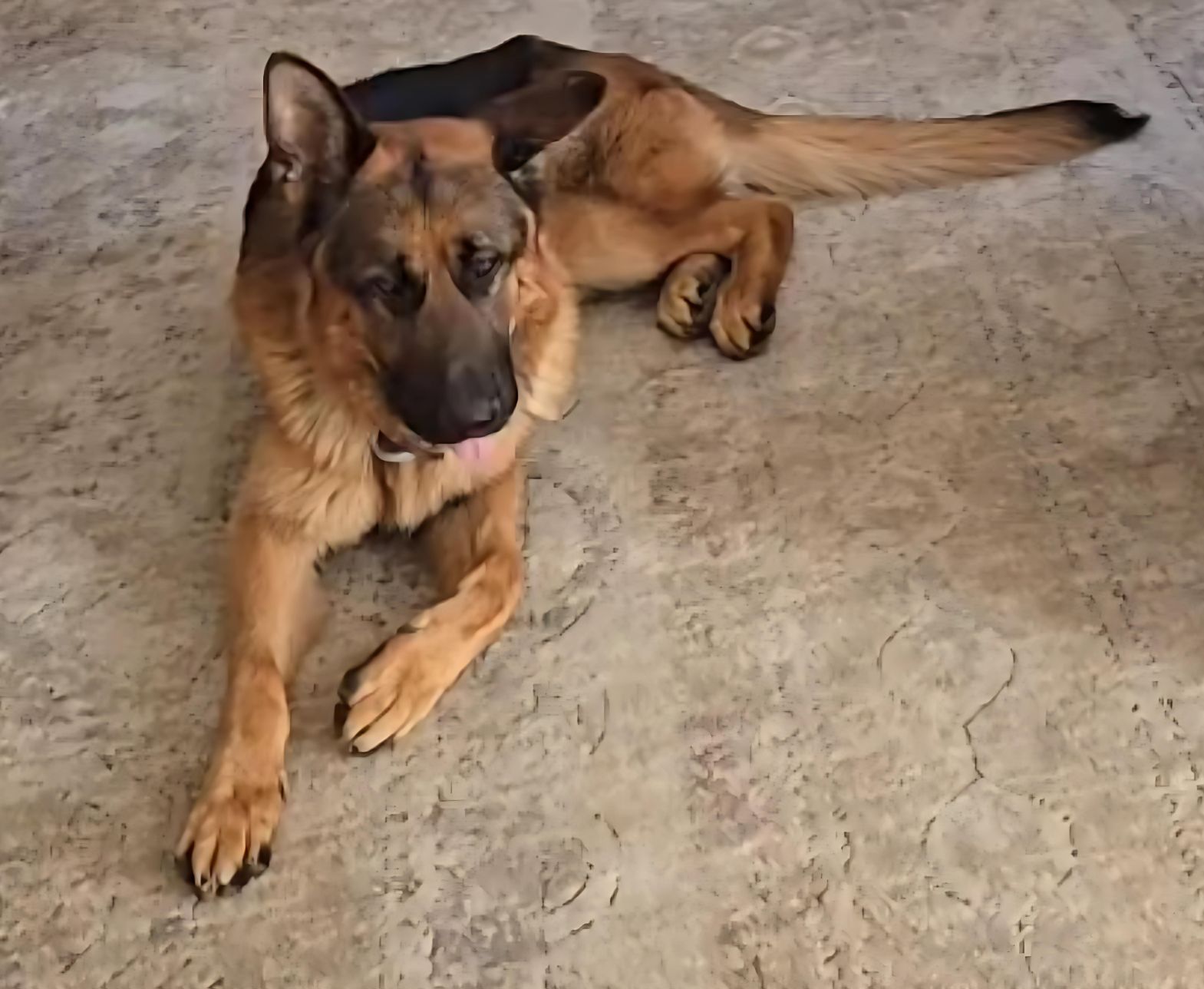 dog laying down