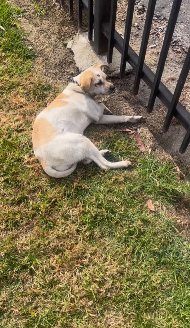 dog laying down