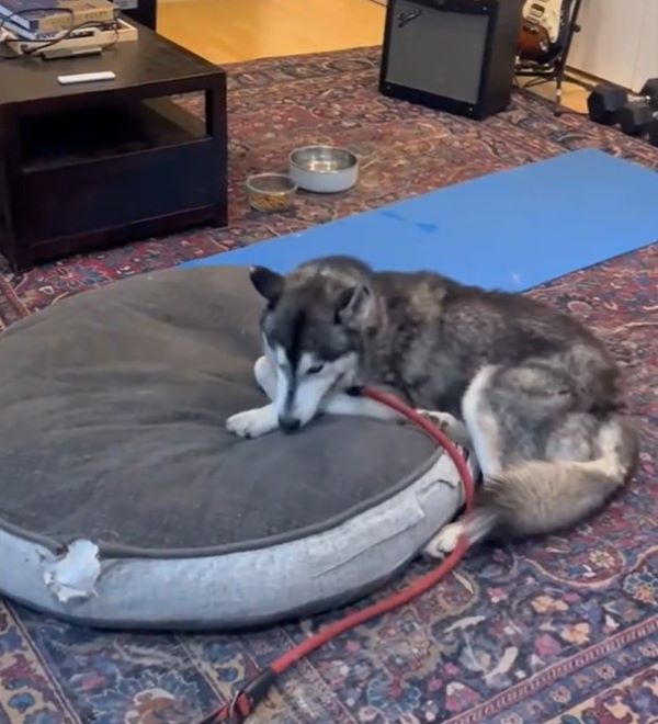 dog laying in house