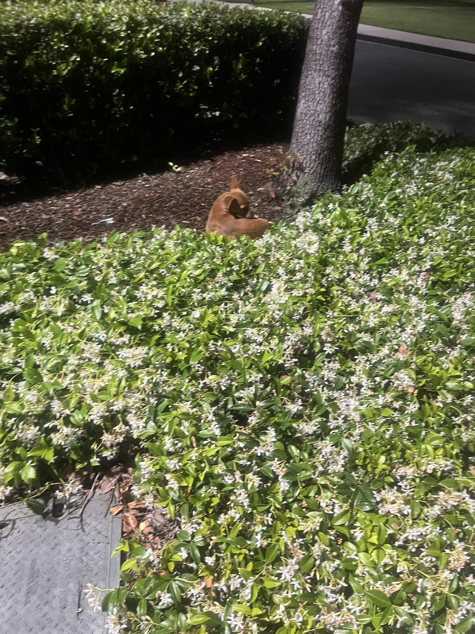 dog laying near tree