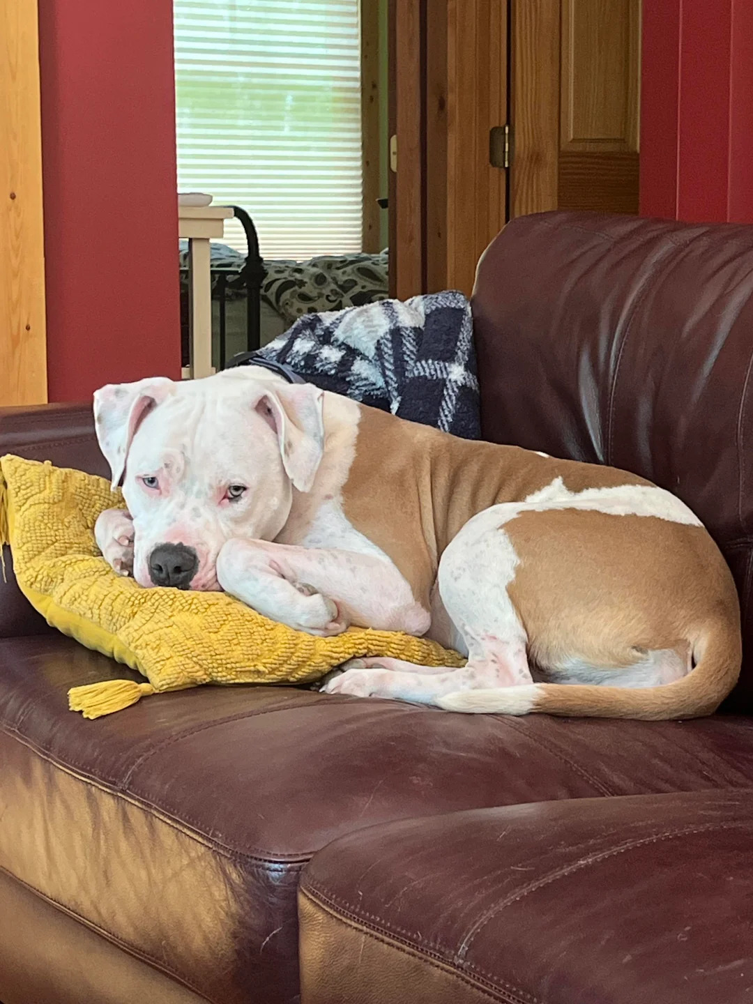dog laying on bed
