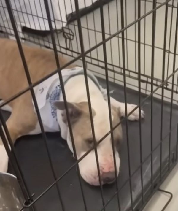 dog laying on floor