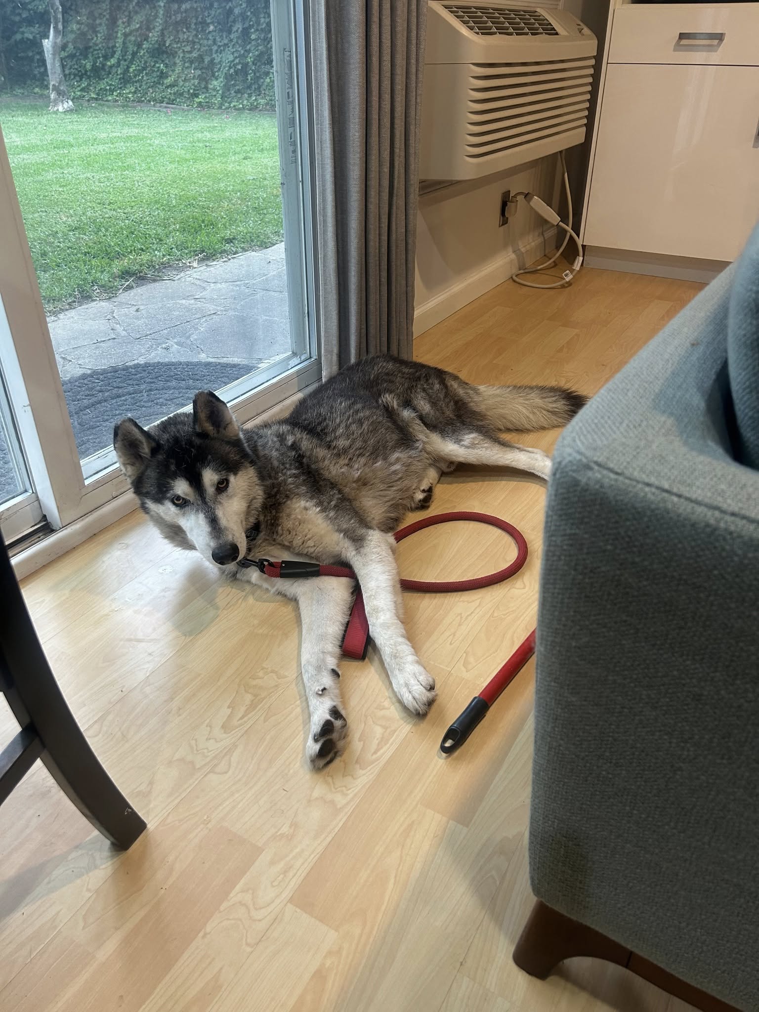 dog laying on floor
