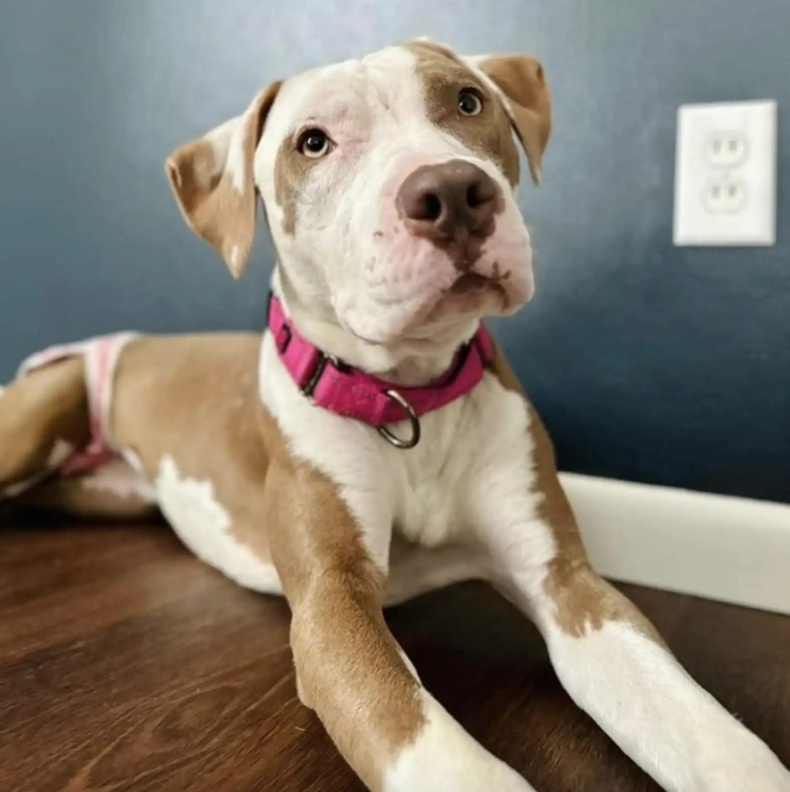 dog laying on floor