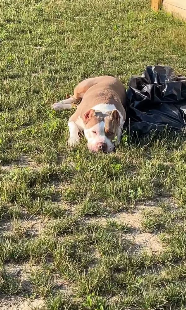 dog laying on grass