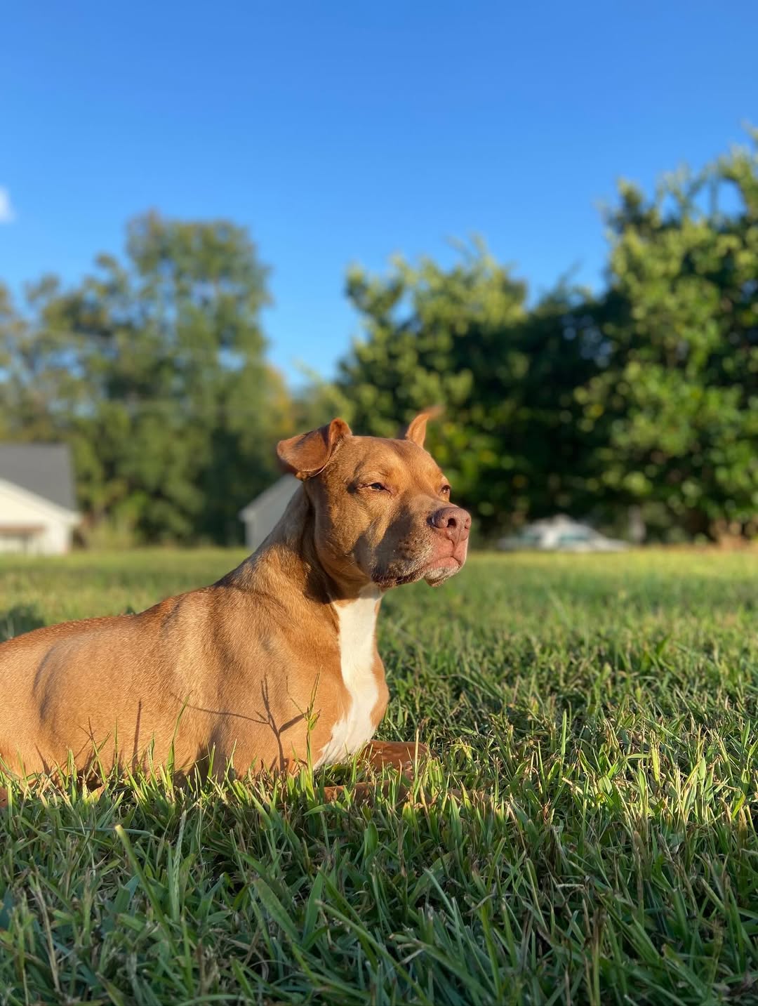 dog laying on grass