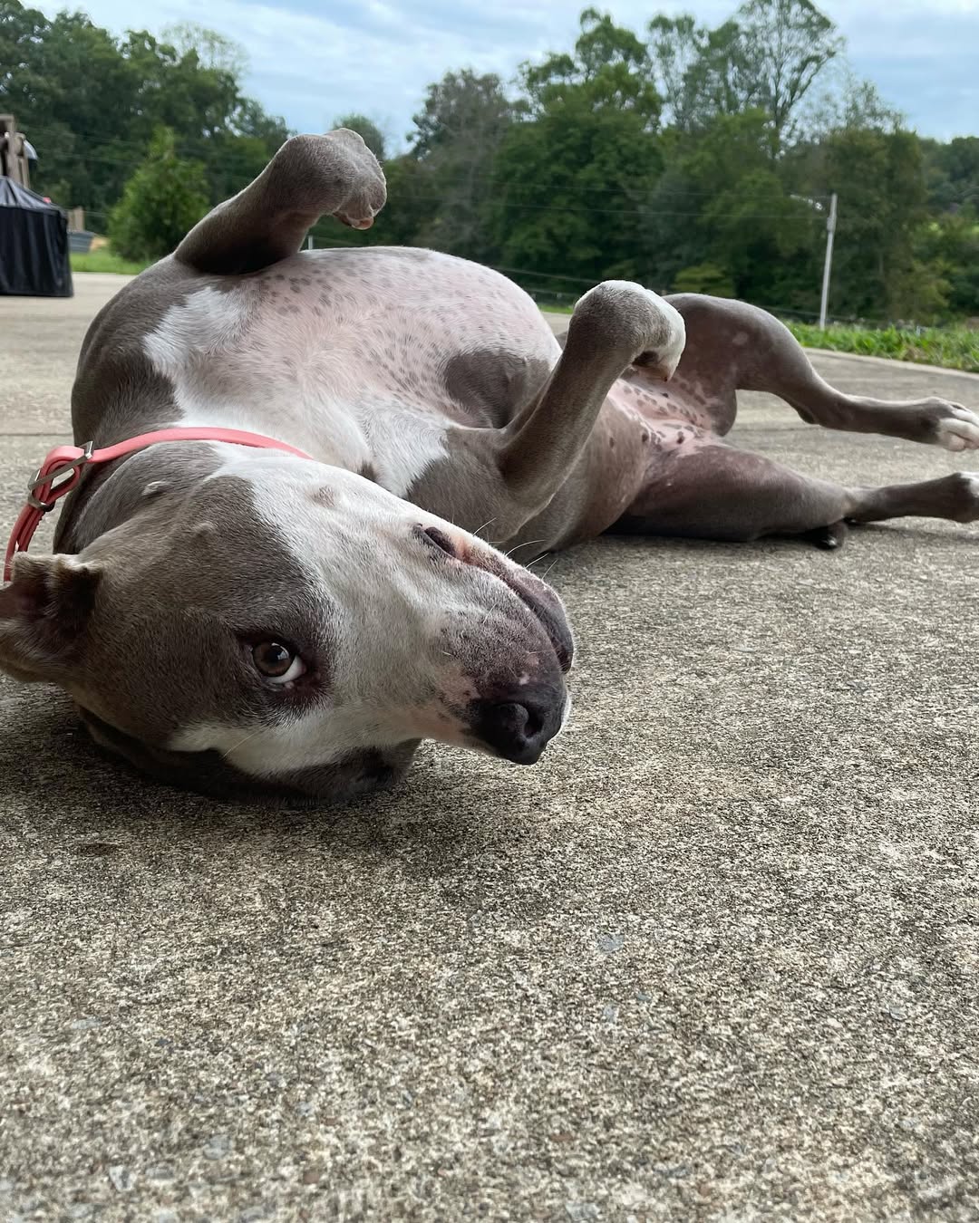 dog laying on ground