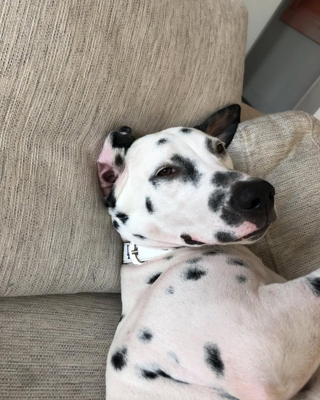 dog laying on pillow