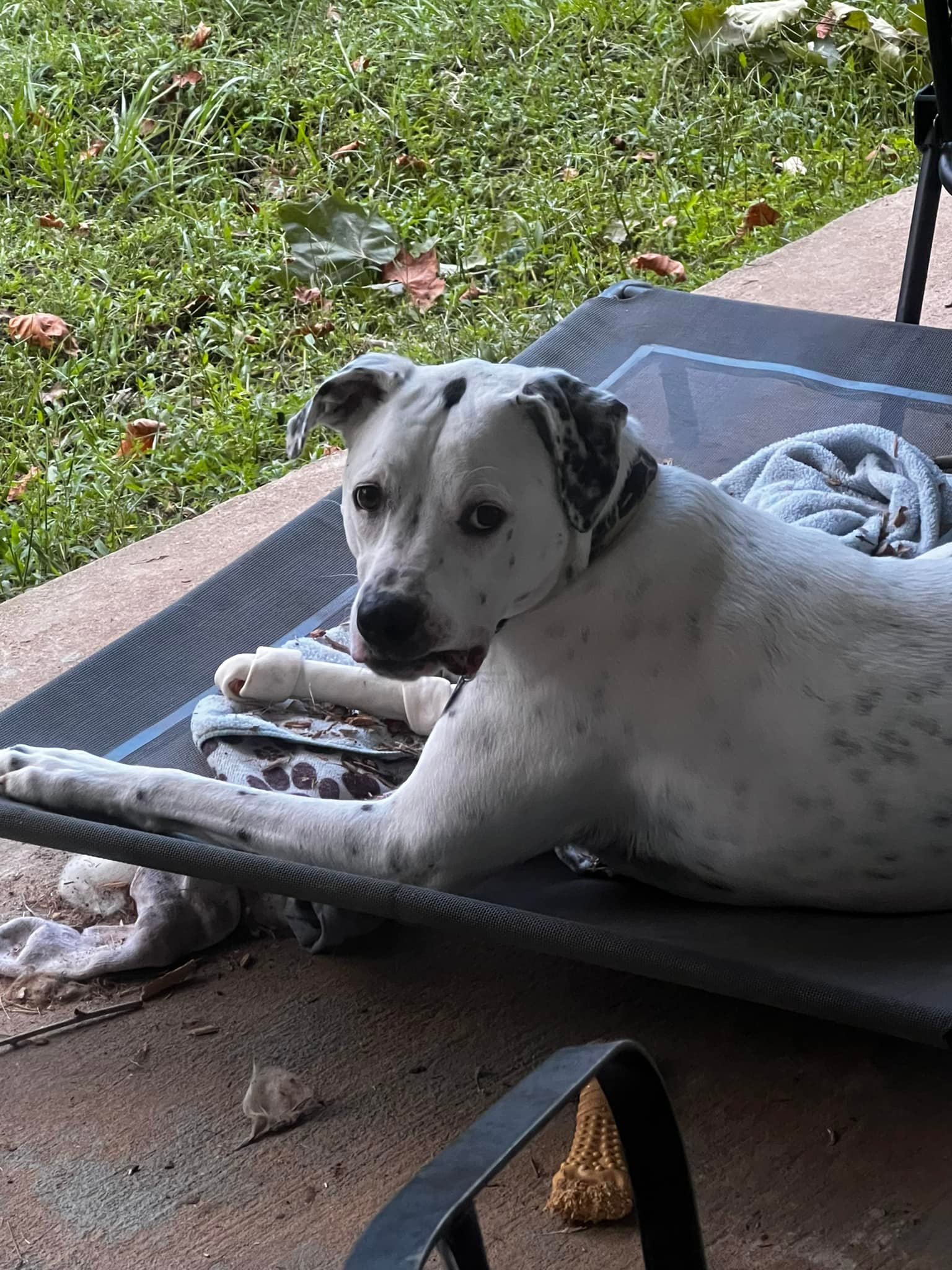 dog laying on porch