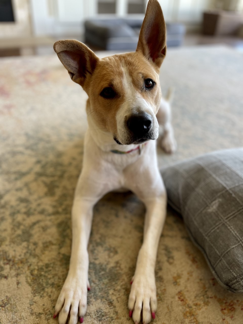 dog laying on rug