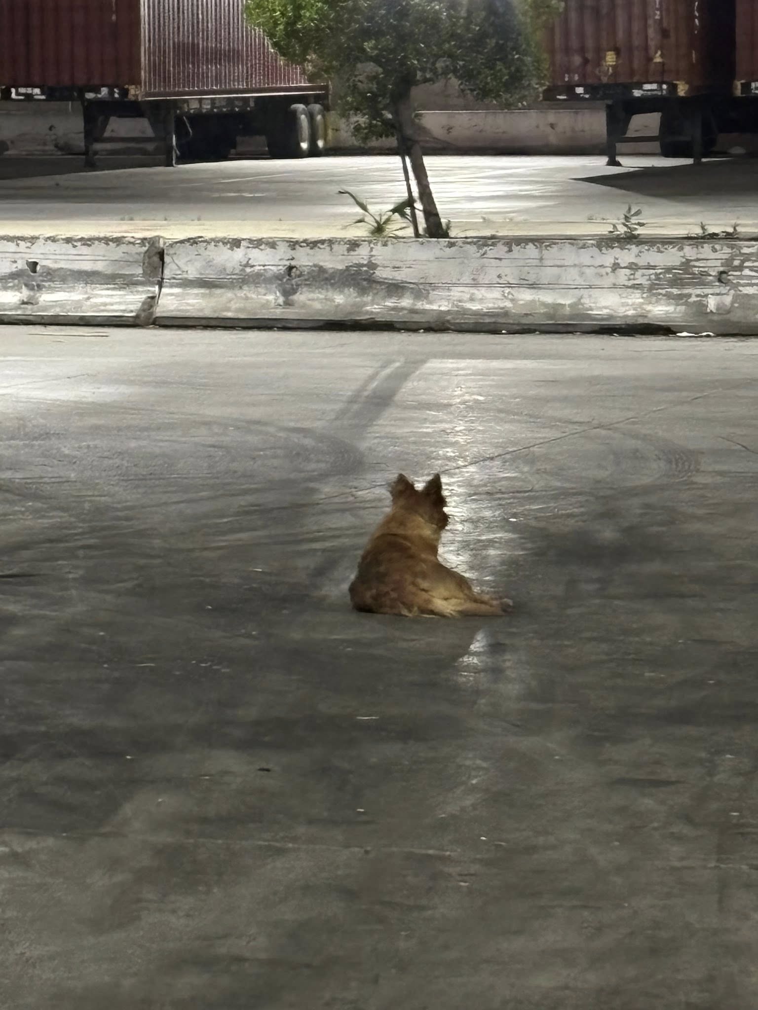 dog laying on street