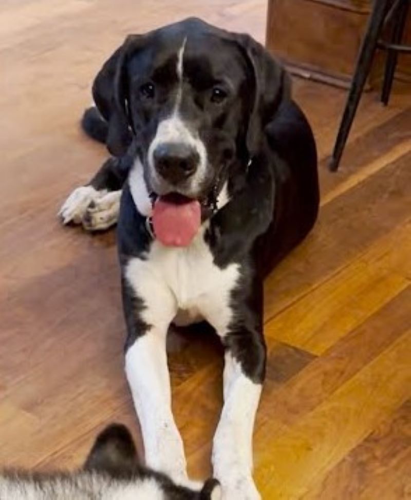 dog laying on the floor